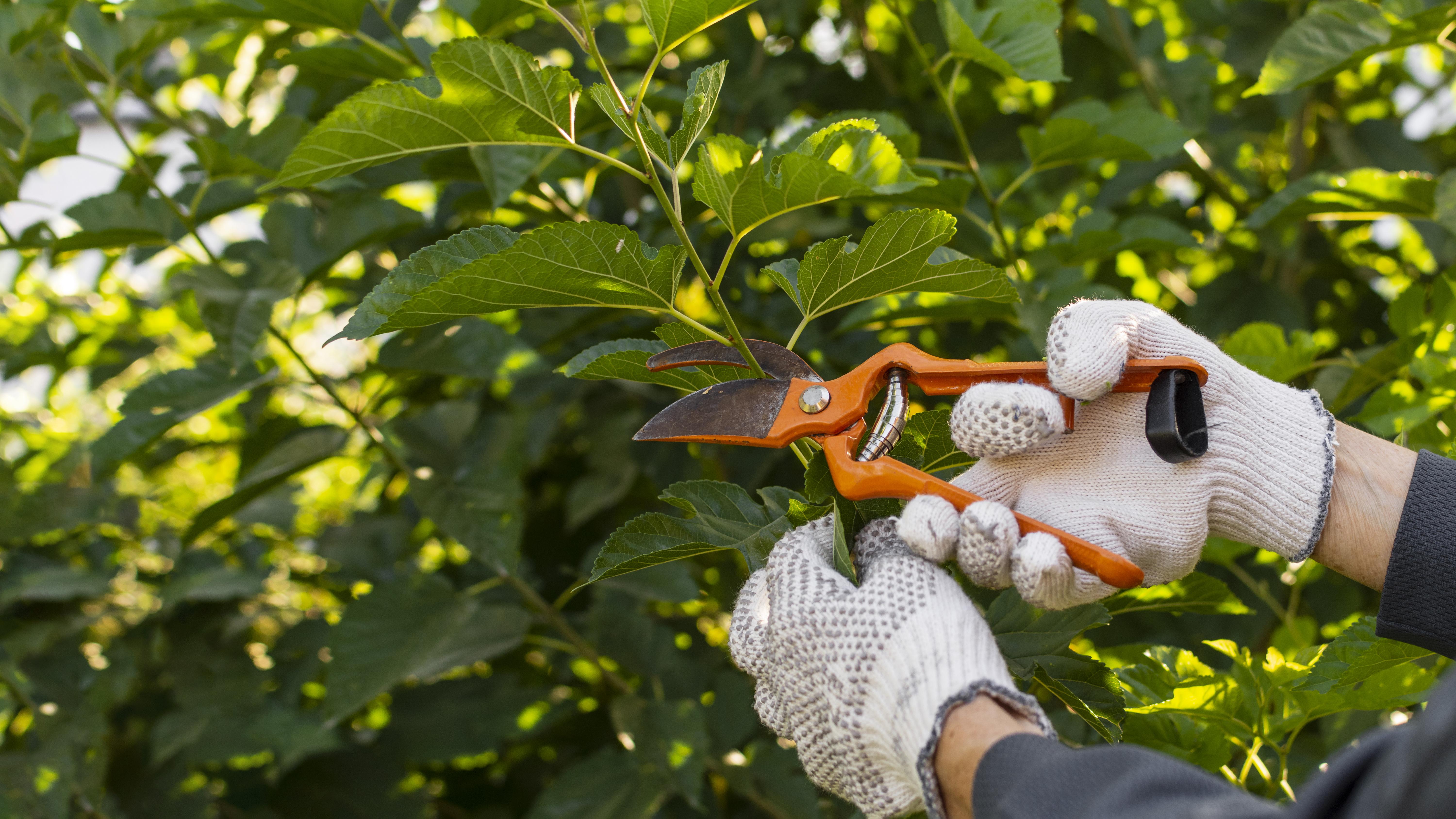 Tree Health Care