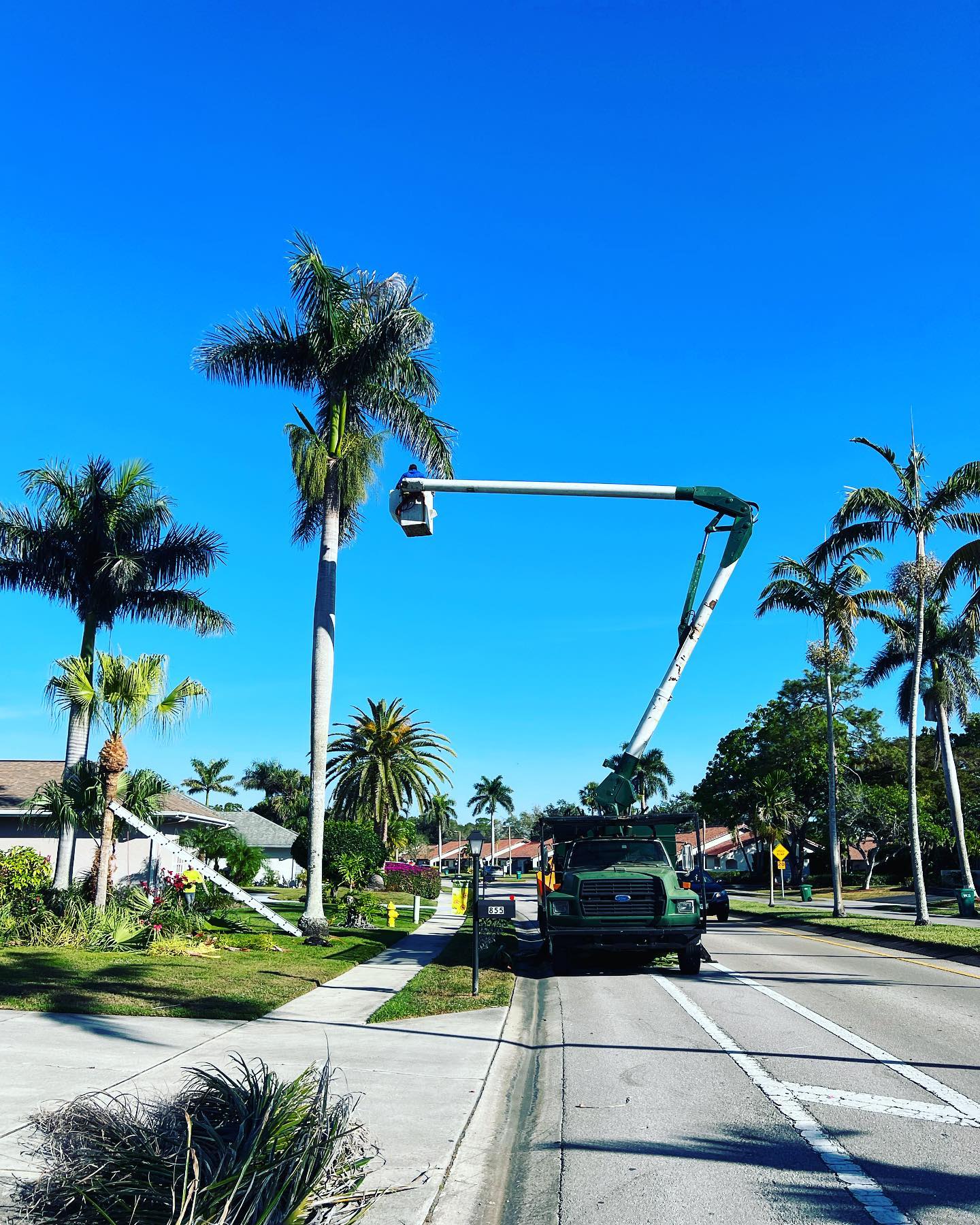 Healthy trees