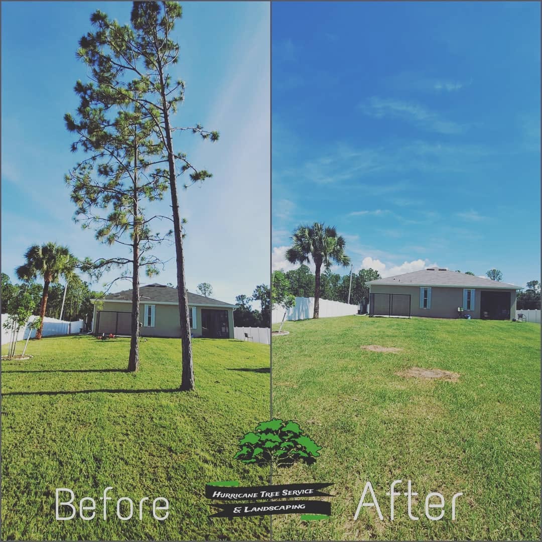 Tree Removal