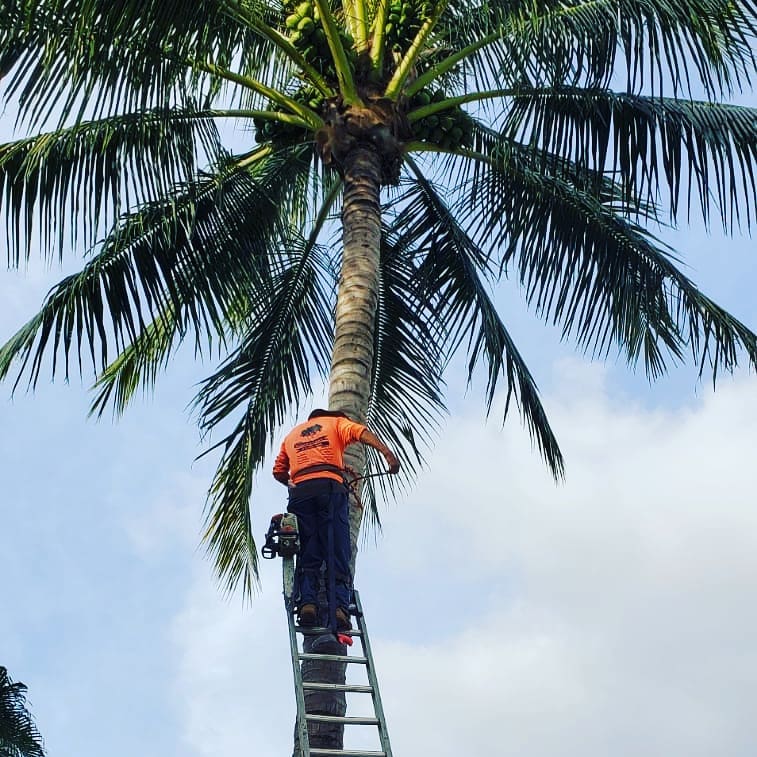 Tree Trimming
